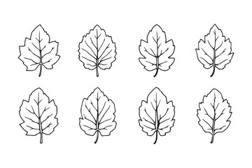 Pecan Leaf line art illustration