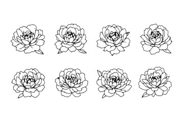 Peony line art illustration