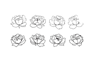 Peony line art illustration