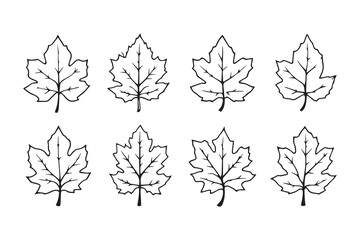 Poplar Leaf line art illustration