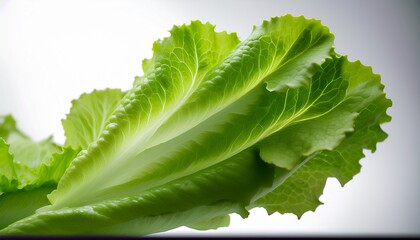 fresh lettuce leaves