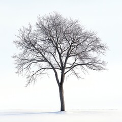 Bare Tree Standing Alone in a Snowy Field on a Winter Day