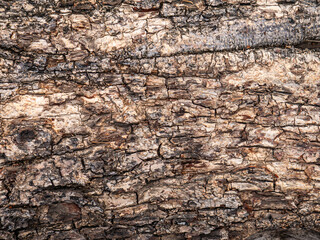 Bark of old tree skin. Abstract background and texture for design.