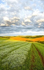 Fototapeta premium green field and blue sky