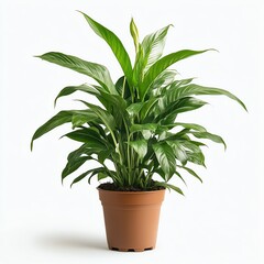 Fototapeta premium Peace Lily Plant in Pot with Green Leaves on White Background