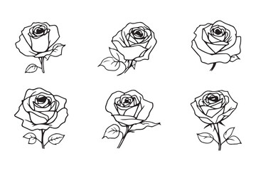 Rose line art illustration
