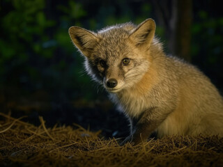 Fototapeta premium Wild Little Fox