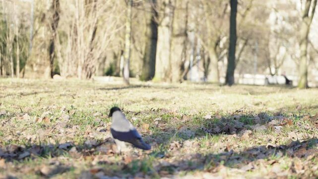 Hooded crow standing on a grassy ground in a park holding a dry twig in its beak. Grey crow Corvus cornix collecting nesting material on a lawn during spring season wildlife concept. 