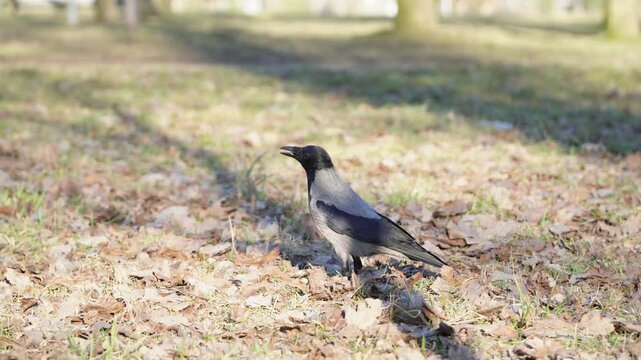 Hooded crow standing on a grassy ground in a park holding a dry twig in its beak. Grey crow Corvus cornix collecting nesting material on a lawn during spring season wildlife concept. 