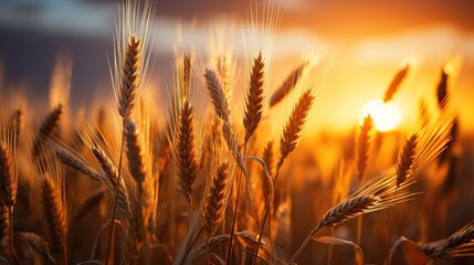 Golden Wheat Field at Sunrise with Dramatic Sky and Sunlight