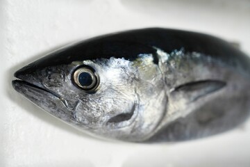 鮮度抜群な本マグロ