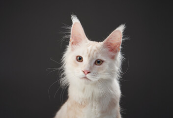 A close-up of a white Maine Coon cat against a dark background. Its gentle expression and bright eyes stand out.