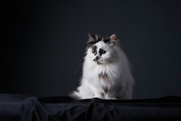 A long-haired cat sits on a black fabric surface, gazing curiously at something beyond the frame....