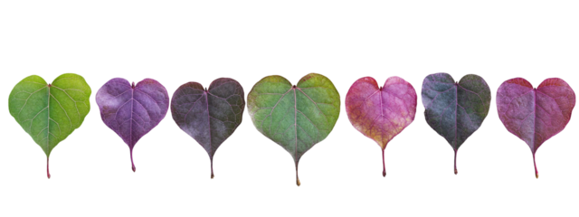 Colorful heart-shaped leaves in a row isolated on transparent background