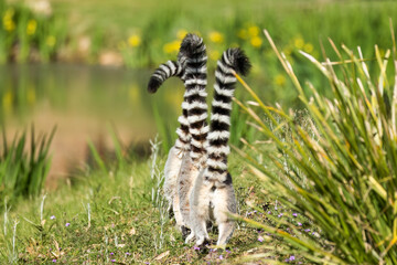 Three ring-tailed lemurs walking in line with their distinctive tails held high in the air as they move across the grass in a zoo in Australia, although their natural habitat is in Madagascar.