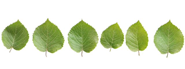 Fresh green leaves arranged in a row isolated on transparent background