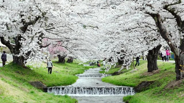 Beautiful view of cherry blossom tunnel appears over the Kannonji River in Kawageta of Fukushima in Japan.