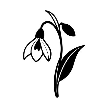 recommend clip art: snowdrop flower icon, snowdrop flower silhouette vector illustration-simple silhouette illustration of snowdrop flower, perfect for snowdrop flower logos and icons