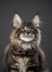 Fototapeta premium A Maine Coon cat sits and looks up playfully, its bright eyes full of energy. The soft lighting adds warmth to the image.