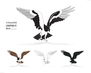 Obraz premium set of vector birds, Ospery Scanning .