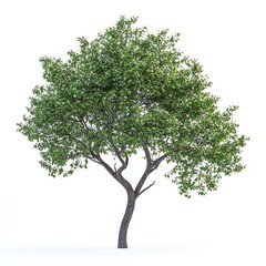 Obraz premium Isolated Green Tree Illustration with Dense Foliage on White Background