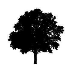 Fototapeta premium sycamore tree icon, sycamore tree silhouette vector illustration-simple silhouette illustration of sycamore tree, perfect for sycamore tree logos and icons