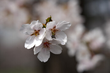 Fototapeta premium abstract cherry blossom, Soft focus, Background