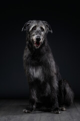 Naklejka premium A Scottish Deerhound stands alert, ears perked and gaze focused. The dramatic lighting and black background create a striking contrast that enhances the dog features.