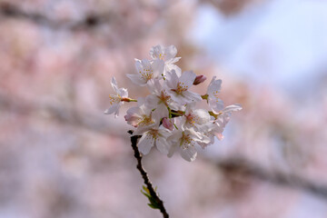 都心散歩　桜散る浜離宮