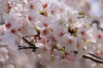 Obraz premium 都心散歩 桜散る浜離宮