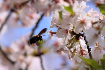 都心散歩　桜散る浜離宮