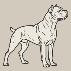 Fototapeta premium The Cane Corso is a powerful Italian mastiff, historically used as a Roman war dog and later for hunting and guarding