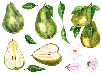 Watercolor green pear. Set of green pear pieces of different shapes isolated on white background.