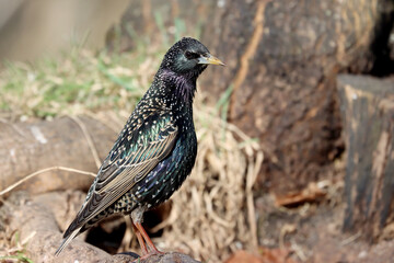 Starling