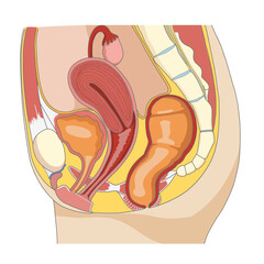 女性の骨盤周辺の性器や臓器の横向き解剖イラスト