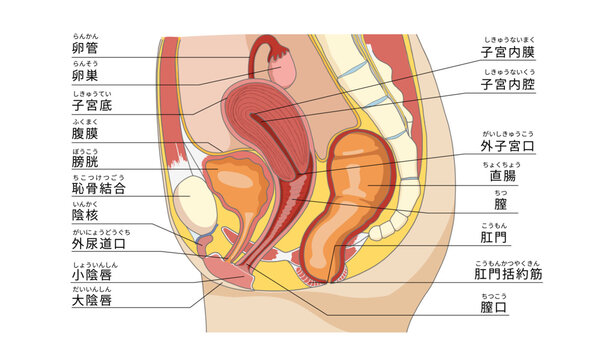 女性の骨盤周辺の性器や臓器の横向き解剖イラスト