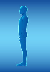 Obraz premium Human Body Side Profile Vector Illustration