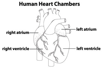 Detailed Diagram of Human Heart Chambers