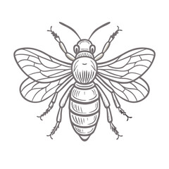Fototapeta premium Bee outline illustration with wings in sketch style