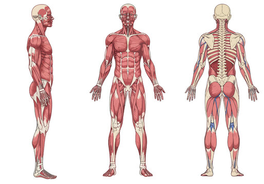 Human Body Parts Illustration. This image shows a detailed anatomical representation of the human body highlighting muscles and organs. Vector art design.