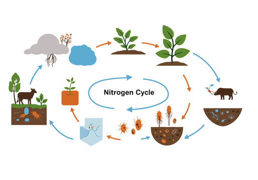 Nitrogen Cycle Illustration. This image shows the nitrogen cycle with plants, animals, soil, and bacteria interconnected in a vibrant design. Biological art design.
