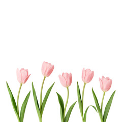 Fototapeta premium Elegant Row of Soft Pink Tulip Flowers with Fresh Green Leaves on a Transparent Background - Perfect for Spring, Mother's Day, and Floral Designs