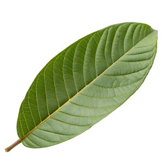 Obraz premium Guava leaf isolated on transparent background
