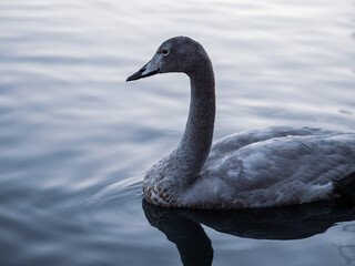 swan on the lake