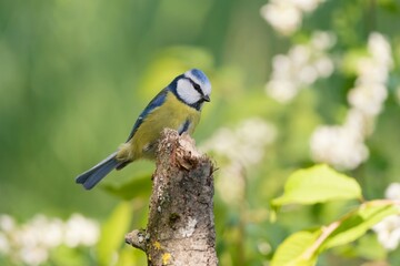A blue tit sits on a nice tree stump. A cute blue tit in the nature habitat. Parus caeruleus.  Cyanistes caeruleus