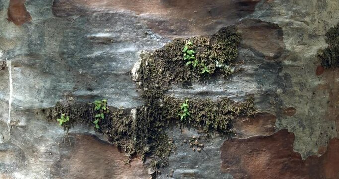 Close-Up of Kauri Tree Bark &ndash; Textured Surface of a New Zealand Giant