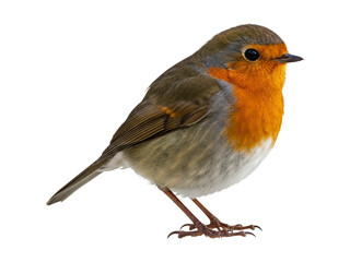Robin Bird, the Irish bird, isolated on a white background.