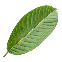 Obraz premium Guava leaf isolated on transparent background