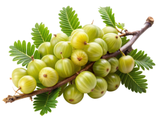 Fresh Green Gooseberries on the Branch with Lush Leaves Isolated on Trensprent Background