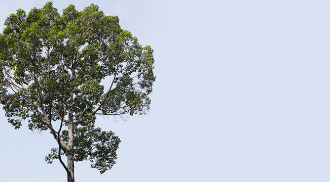 Dipterocarpus tree, Big tree in Vietnam